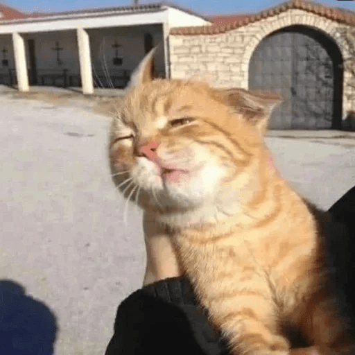🐈🐈‍⬛ Gatos pal chat 🐈‍⬛🐈 5