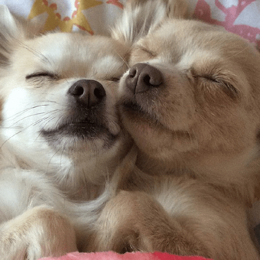Perritos 🐕 6