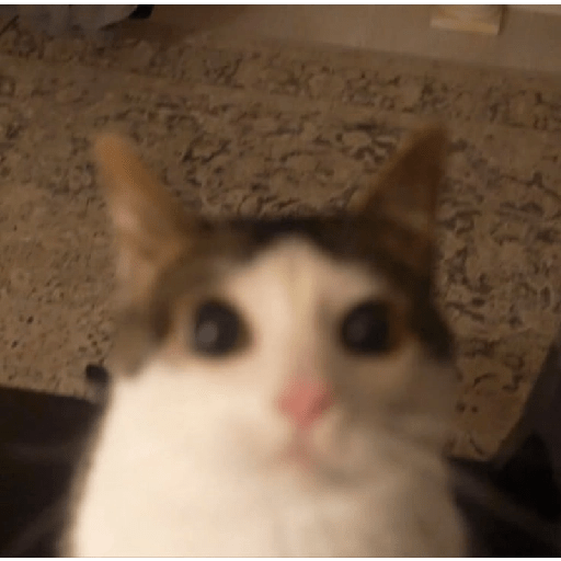 Gatitos ☺️ 2