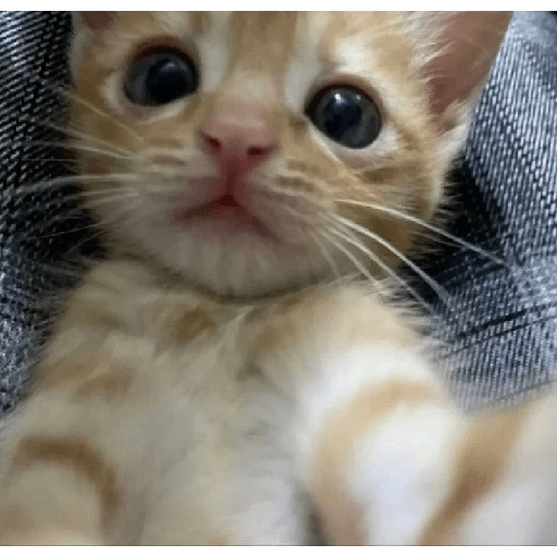 Gatitos ☺️ 7