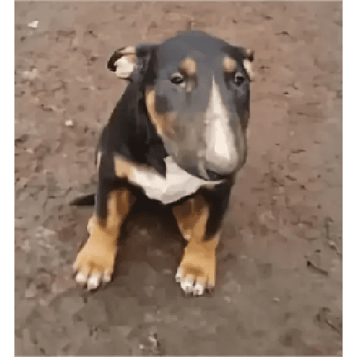 Perro pendejo  1