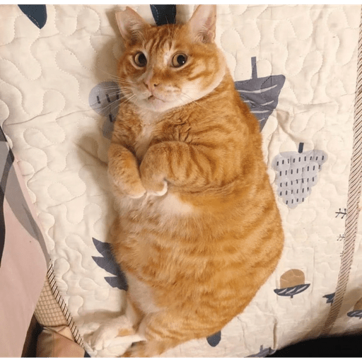 Meme kucing 3