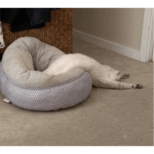 Meme kucing 26