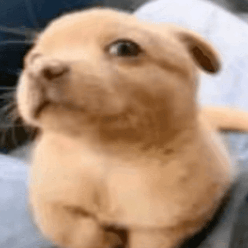 Pibble 4
