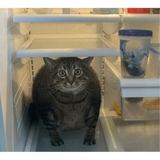Meme kucing 30