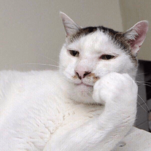Meme kucing 17