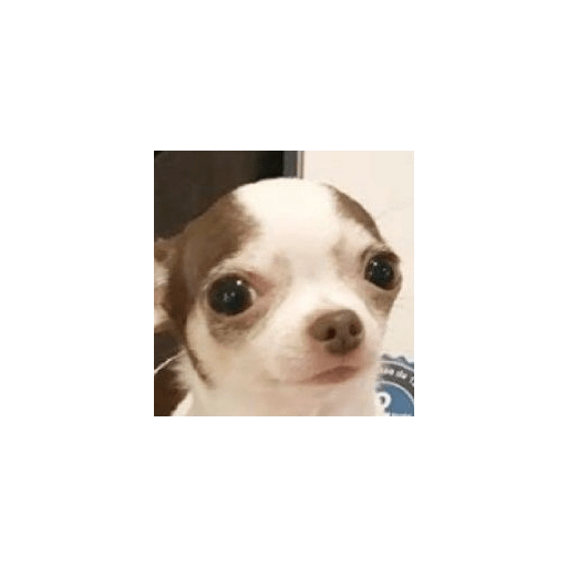 Chihuahuas 🫢 3