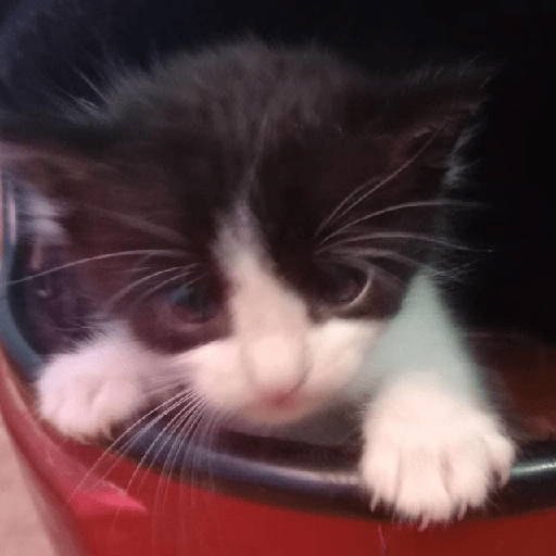 Gatitos ☺️ 5