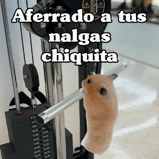 🧿 Hamster ratas roedores🐭🐁🐹🐀 14