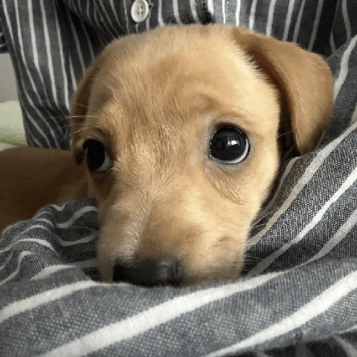 Perritos 🤭 7