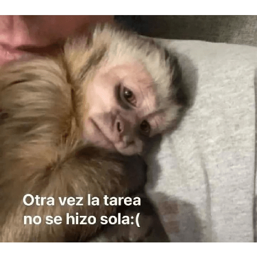 Monos 🤭 5