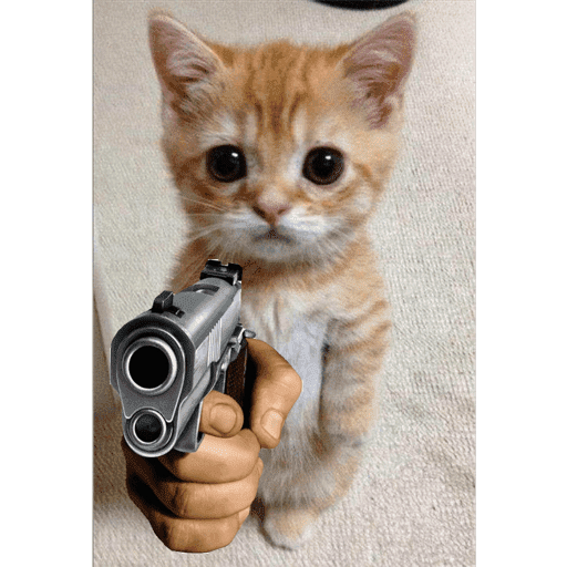 Gato fofos 1