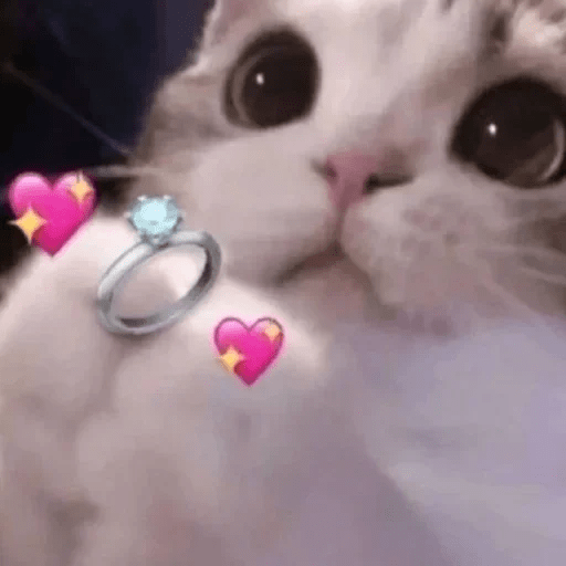 😻 Amor gatuno 💗🥰 2