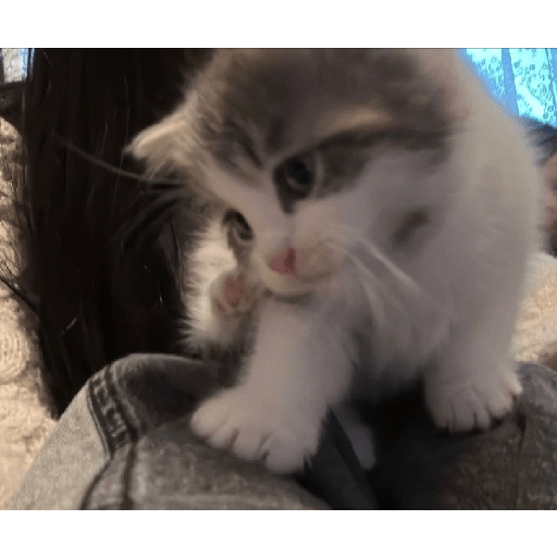 Gatitos 🥰🥰 5