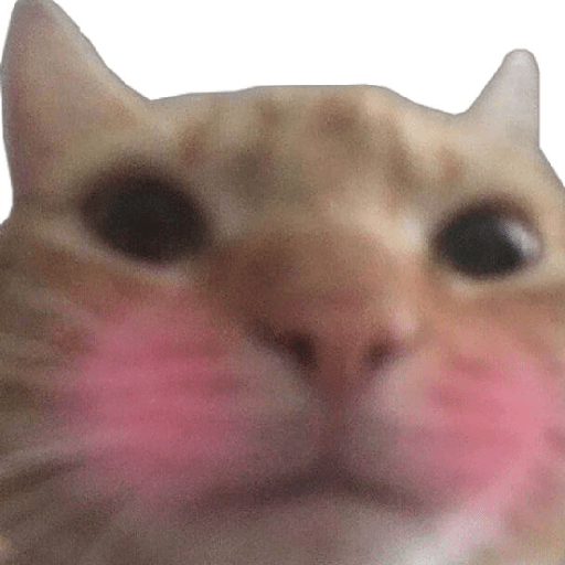 Gatitos 🙊 8