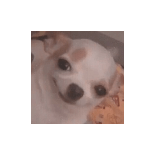 Chihuahuas 🫢 4