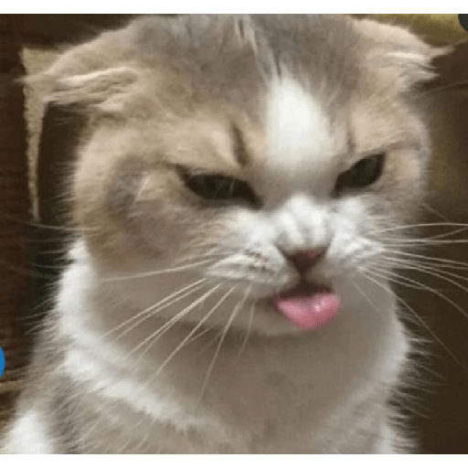 Memes de gatos 5 28