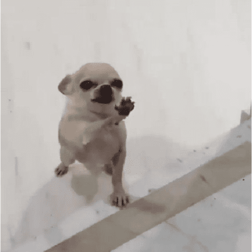 Memes cachorros 15