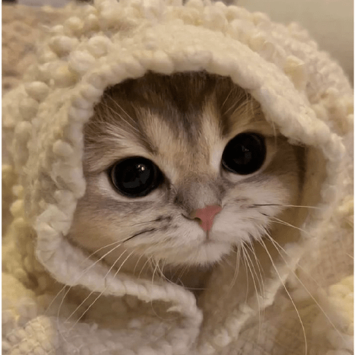 Gatitos mood 💕 9