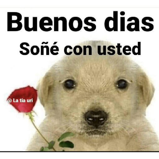 Amorcito 1 23