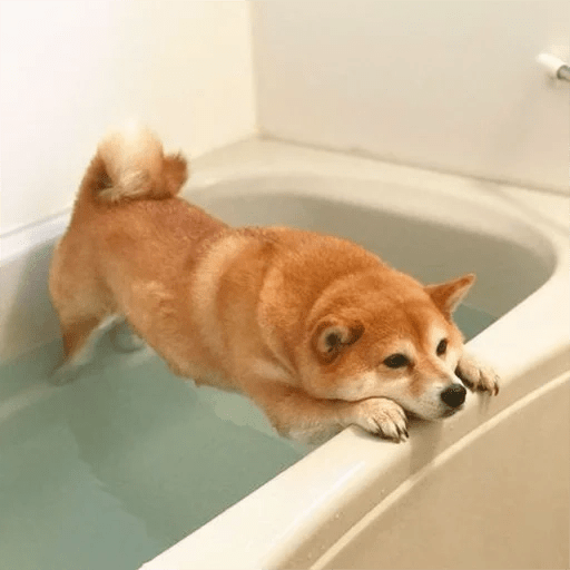 🐕 PERROS RANDOM FUNNY 2🤣 11