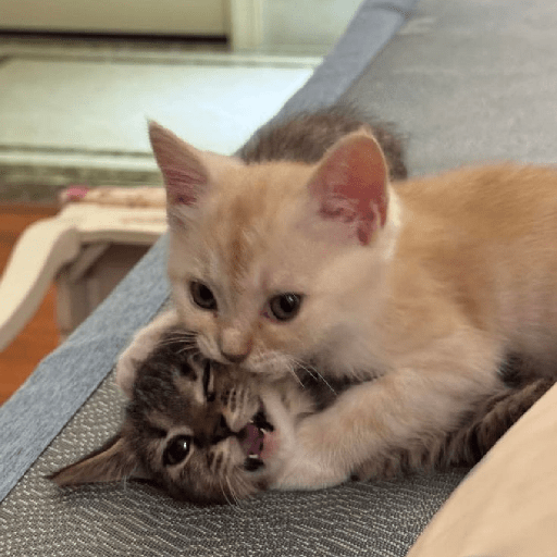 Michis bebes 🥺 9