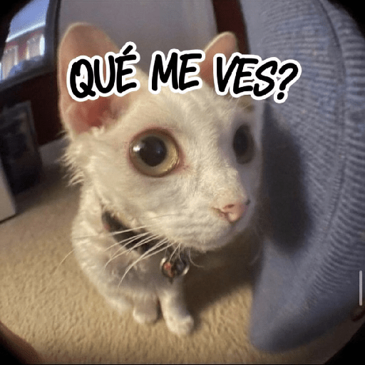 Gatitos frases 😺 2