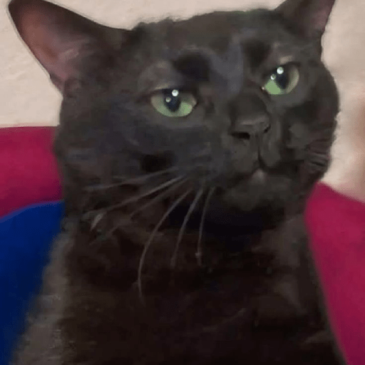 Gatos negro 🖤 3