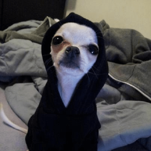 Chihuahua 😜 8