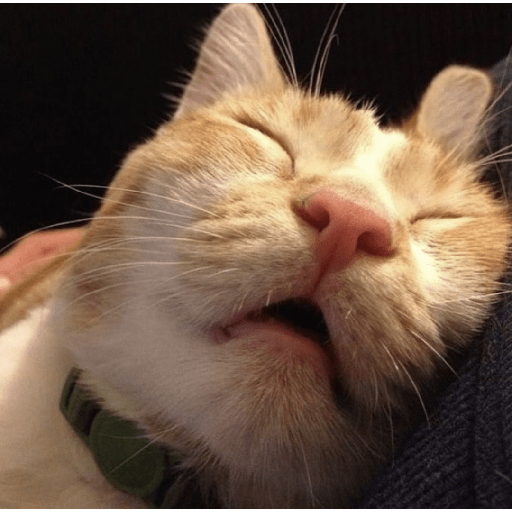 Gatitos mood 💕 1