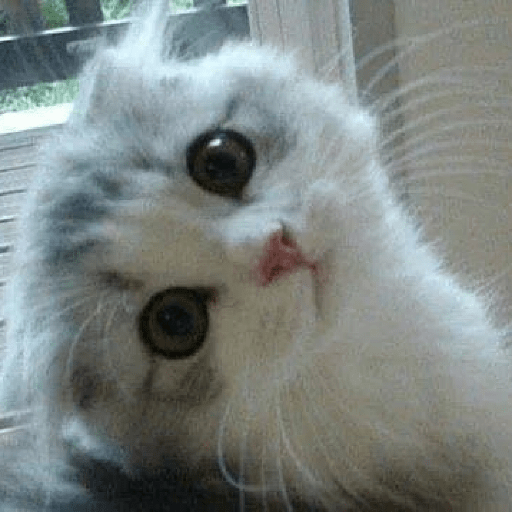 Gatitos 😽 7