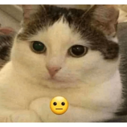 Memes de gatos 5 21