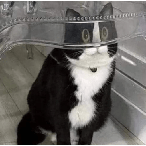 Memes de gatos 5 18