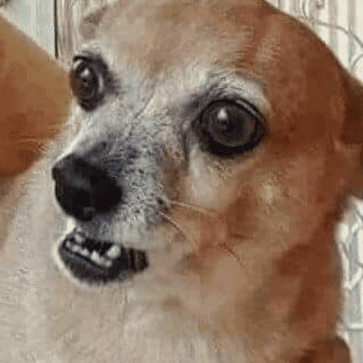 Memes cachorros 11