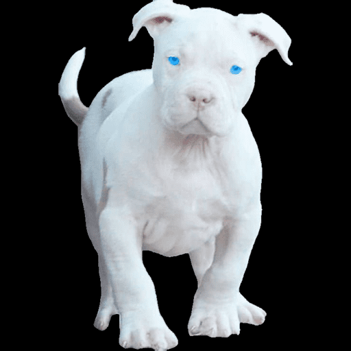Dog  14