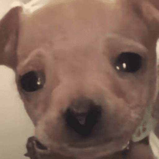 Memes cachorros 7