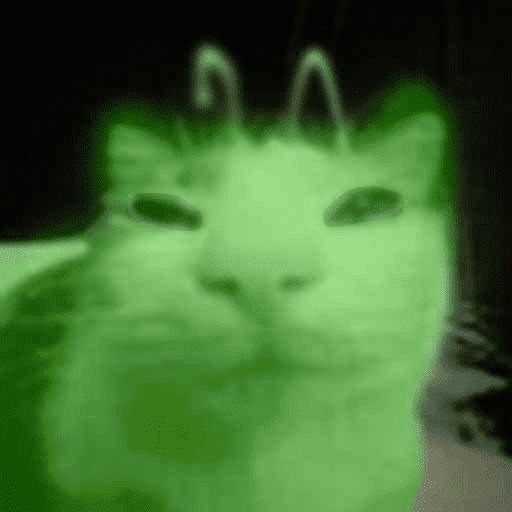 😹GATOS 🗯❕ 1