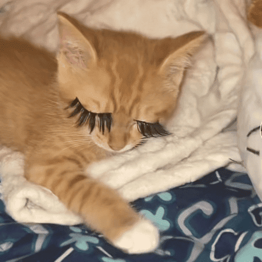 Gatos engraçados  14