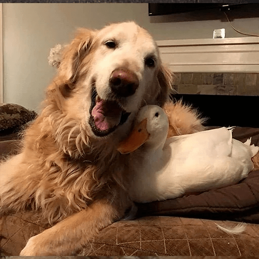 🐕 PERROS RANDOM 🐾🏡 8