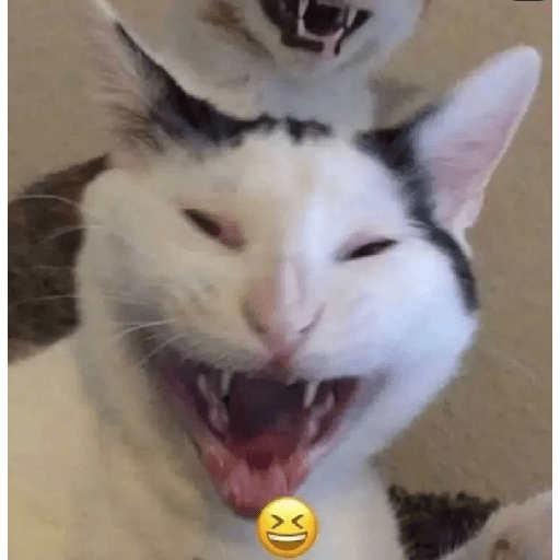 Memes de gatos 5 23