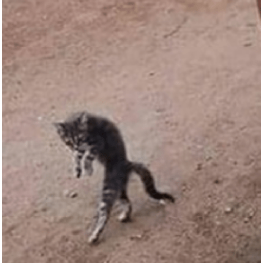 Memes de gatos 5 15