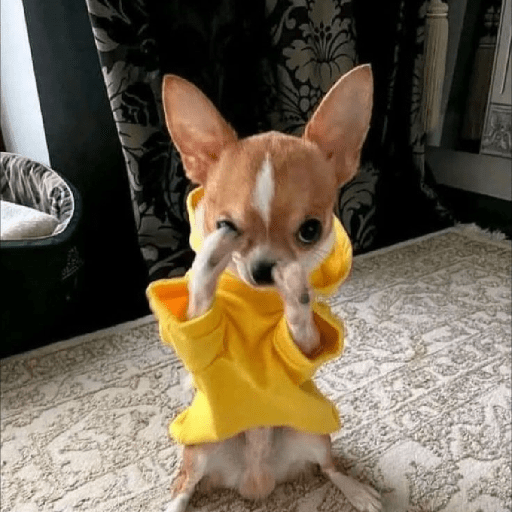 Perritos 😅 4