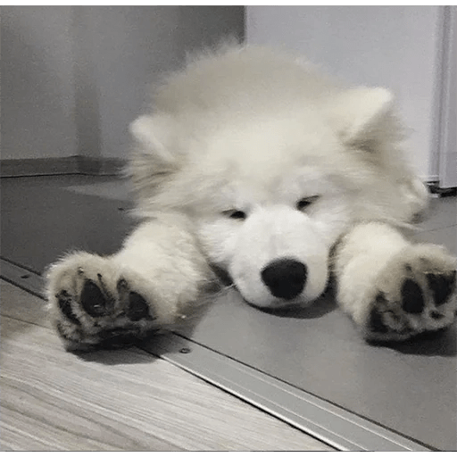 🐕 PERROS RANDOM FUNNY 2🤣 8