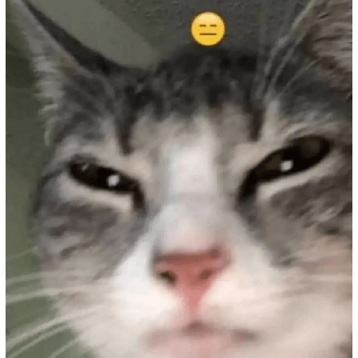Memes de gatos 5 26