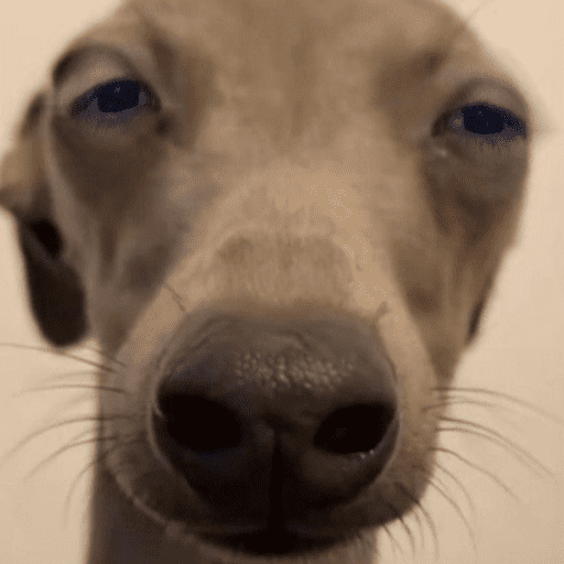 Memes cachorros 13