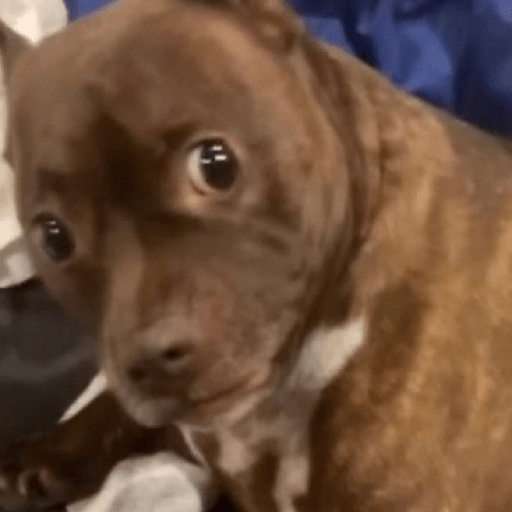 Perritos 🤭 4