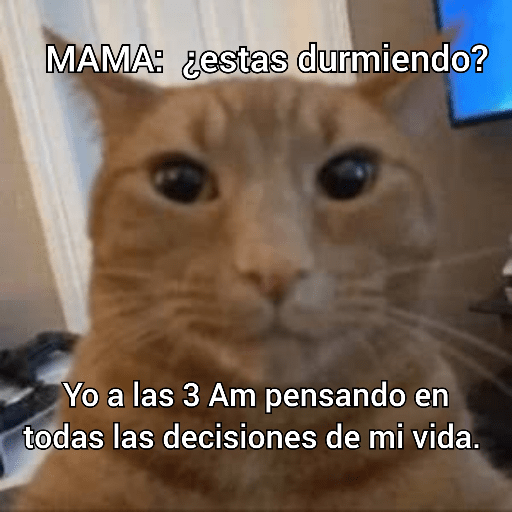 Gatitos frases 😺 1