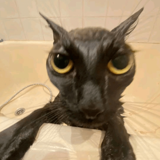 Gatos negro 🖤 1