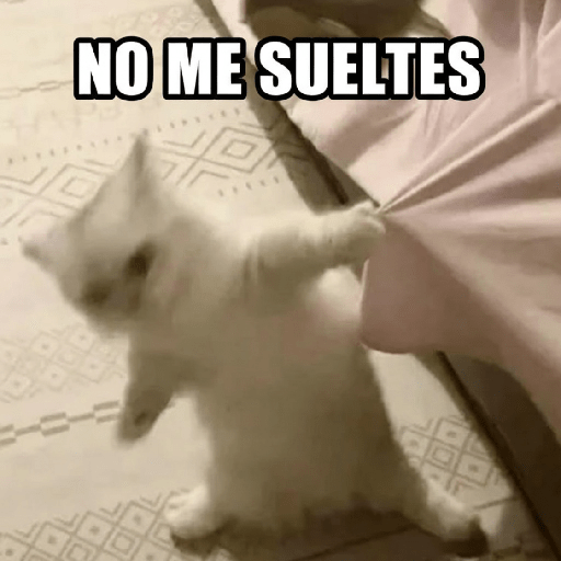 Gatitos frases 😺 6