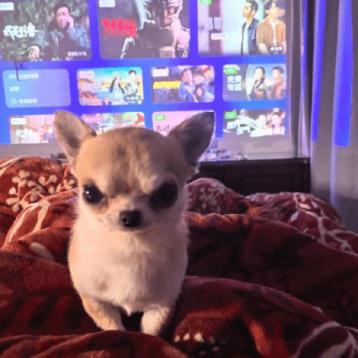 Chihuahua 😜 3